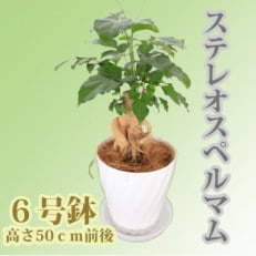 【観葉植物】ステレオスペルマム 6号鉢 (014-1425)