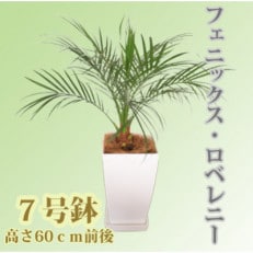 【観葉植物】フェニックス・ロベレニー7号鉢(T-045)