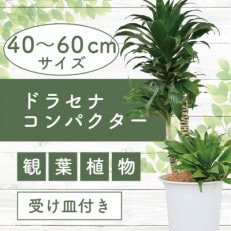 【観葉植物】ドラセナコンパクター6号(016-1440)