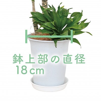 【観葉植物】ドラセナコンパクター6号(016-1440)