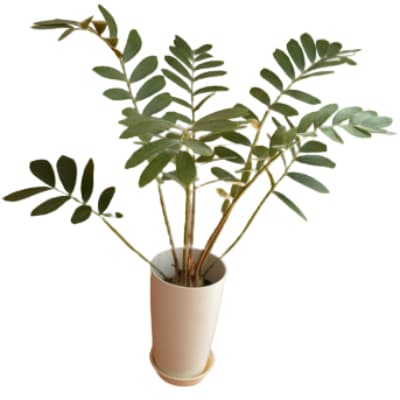 観葉植物 ザミアプミラ 7号サイズ 024 0 お礼品詳細 ふるさと納税なら さとふる 観葉植物 ザミアプミラ 7号サイズ 024 0 お礼品詳細 ふるさと納税なら さとふる