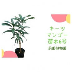 [観葉植物]キーツマンゴー苗木6号ポット/3〜4年生苗木(025-1394)