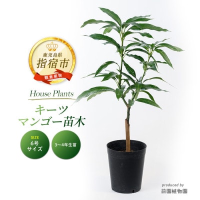 【観葉植物】キーツマンゴー苗木6号ポット 3～4年生苗木(030-1394)