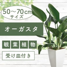 【観葉植物】オーガスタ7号(016-1380)