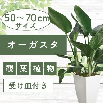 【観葉植物】オーガスタ50cm～70cm(016-1380)