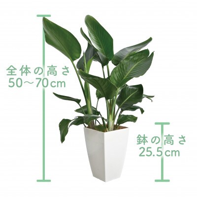 【観葉植物】オーガスタ50cm～70cm(016-1380)