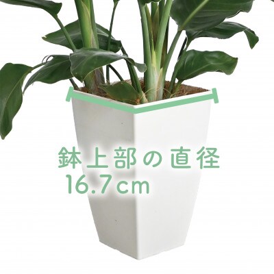 【観葉植物】オーガスタ50cm～70cm(016-1380)