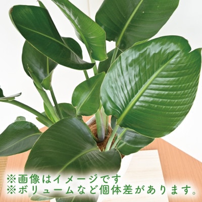 【観葉植物】オーガスタ50cm～70cm(016-1380)