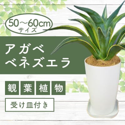 【観葉植物】アガベベネズエラ50cm~60cm(014-1360)