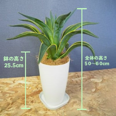 【観葉植物】アガベベネズエラ50cm~60cm(014-1360)