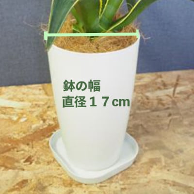 【観葉植物】アガベベネズエラ50cm~60cm(014-1360)