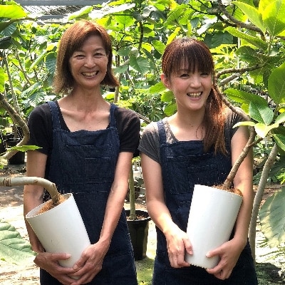 【観葉植物】アガベベネズエラ50cm~60cm(014-1360)