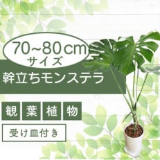 4月～発送【観葉植物】幹立ちモンステラ70cm～80cm(014-1501)