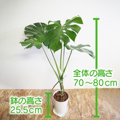 4月～発送【観葉植物】幹立ちモンステラ70cm～80cm(014-1501) | お礼品