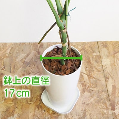 4月～発送【観葉植物】幹立ちモンステラ70cm～80cm(014-1501) | お礼品