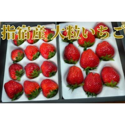 先行受付 指宿産 大粒いちご化粧箱入り りゅうぐうこまち さがほのか 前田園芸 A 359 お礼品詳細 ふるさと納税なら さとふる