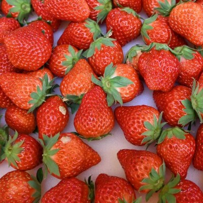 先行受付 指宿産 大粒いちご化粧箱入り りゅうぐうこまち さがほのか 前田園芸 A 359 お礼品詳細 ふるさと納税なら さとふる