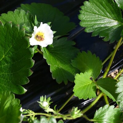 先行受付 指宿産 大粒いちご化粧箱入り りゅうぐうこまち さがほのか 前田園芸 A 359 お礼品詳細 ふるさと納税なら さとふる