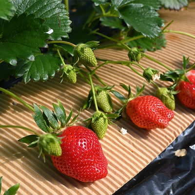 指宿産 大粒いちご化粧箱入り りゅうぐうこまち・さがほのか(A-359)