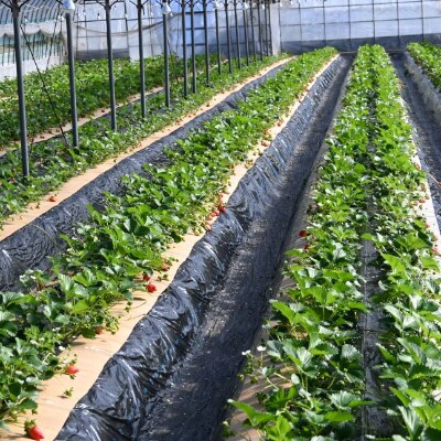 先行受付 指宿産 大粒いちご化粧箱入り りゅうぐうこまち さがほのか 前田園芸 A 359 お礼品詳細 ふるさと納税なら さとふる