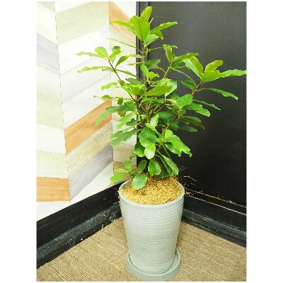 【観葉植物】フィカス・リン8号(弓指園芸)C-139