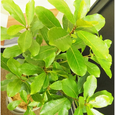 【観葉植物】フィカス・リン8号(弓指園芸)C-139