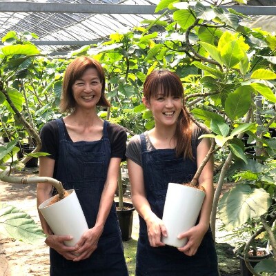 【観葉植物】フィカス・リン8号(弓指園芸)C-139