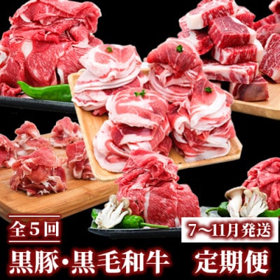 全5回 黒豚 黒毛和牛 定期便 7～11月発送 Z050-598 豚肉 牛肉 頒布会 国産