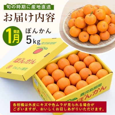 【全3回定期便】みかん尽くし定期便(Z035-1868)