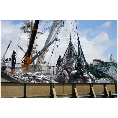 【全6回定期便】鰹本枯れ節定期便(Z-016)