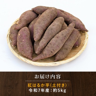 糖度抜群 あま～い!「紅はるか芋」(土付き) 約5kg(A-113)