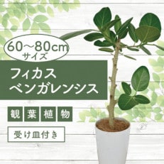 観葉植物】フィカスベンガレンシス幹朴60cm～80cm(016-1467)の