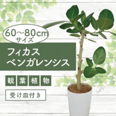 [観葉植物]フィカスベンガレンシス幹朴60cm〜80cm(016-1467)