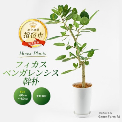 【観葉植物】フィカスベンガレンシス幹朴60cm～80cm(016-1467)