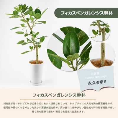 【観葉植物】フィカスベンガレンシス幹朴60cm～80cm(016-1467)