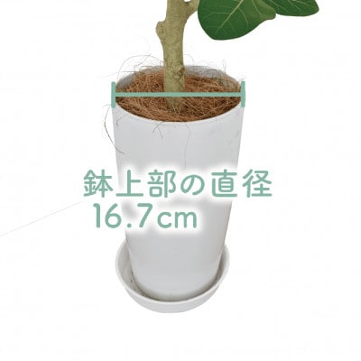 観葉植物】フィカスベンガレンシス幹朴60cm~80cm(016-1467 観葉植物】フィカスベンガレンシス幹朴60cm~80cm(016-1467