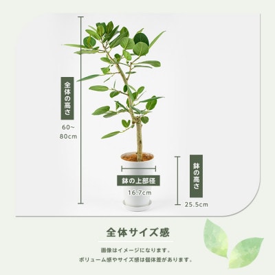 【観葉植物】フィカスベンガレンシス幹朴60cm～80cm(016-1467)