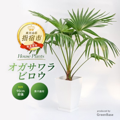 【観葉植物】オガサワラビロウ8号(035-1384)