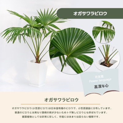 【観葉植物】オガサワラビロウ8号(035-1384)