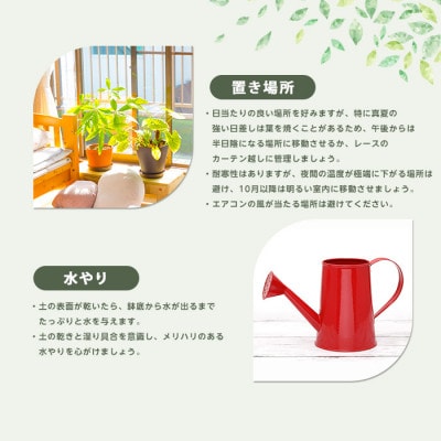 【観葉植物】オガサワラビロウ8号(035-1384)