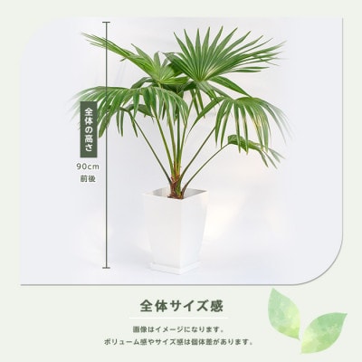 【観葉植物】オガサワラビロウ8号(035-1384)