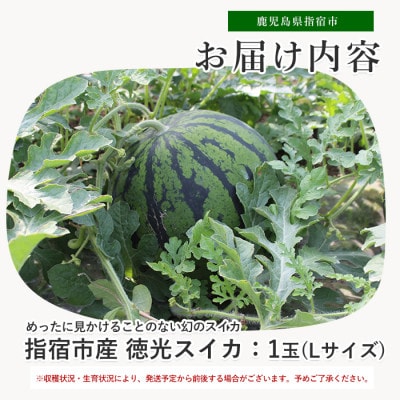 【いぶすき産】幻の徳光スイカ1玉(Lサイズ)(IB063-001)