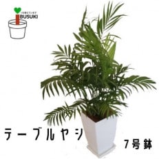 【観葉植物】テーブルヤシ7号(014-1436)