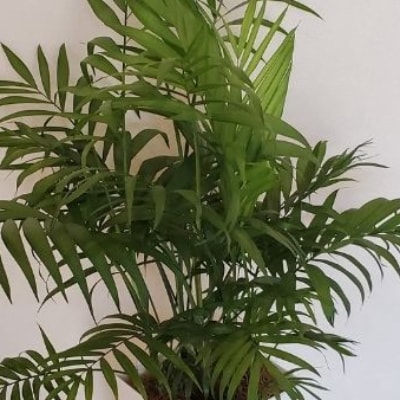 【観葉植物】テーブルヤシ7号(014-1436)