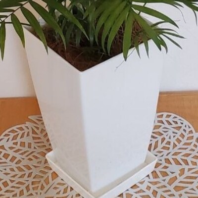 【観葉植物】テーブルヤシ7号(014-1436)