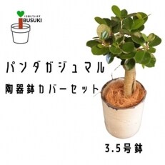 [観葉植物]パンダガジュマル3.5号陶器鉢カバー入り(035-1508)