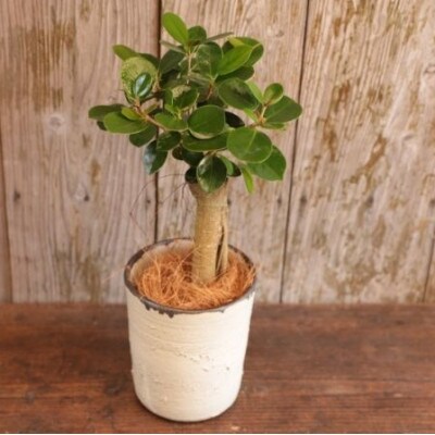 【観葉植物】観葉植物と陶芸のコラボ!パンダガジュマル3.5号陶器鉢カバー入り(前園植物園)E-068