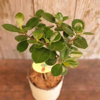 【観葉植物】観葉植物と陶芸のコラボ!パンダガジュマル3.5号陶器鉢カバー入り(前園植物園)E-068