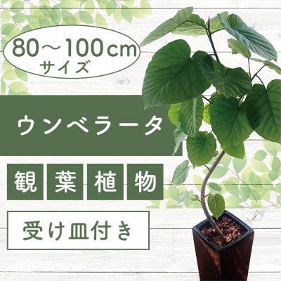 【観葉植物】フィカス・ウンべラータ80cm～100cm陶器鉢(045-1455)
