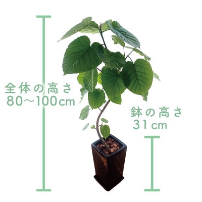 【観葉植物】フィカス・ウンべラータ80cm～100cm陶器鉢(045-1455)